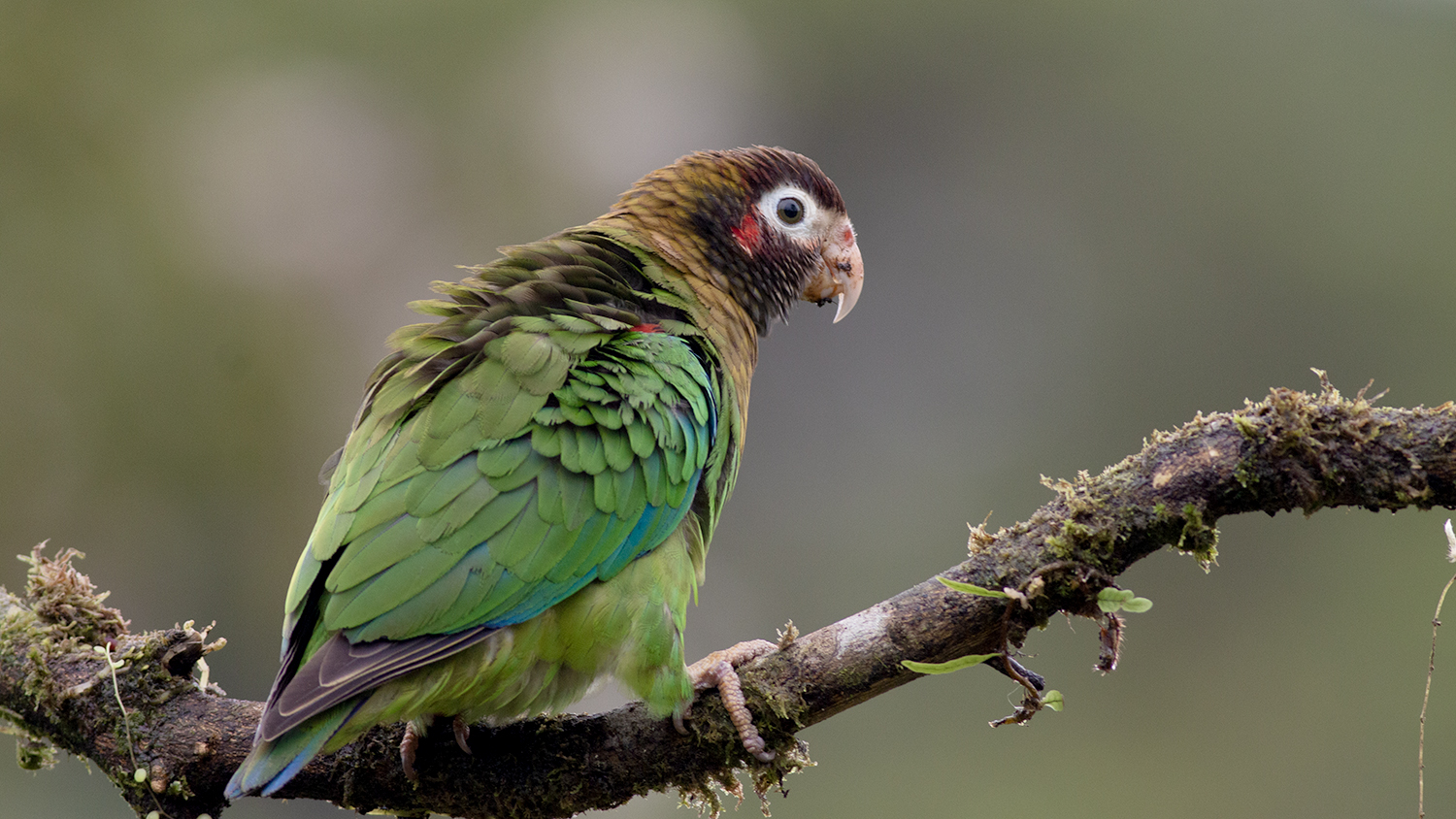 Brown-hooded Parrot